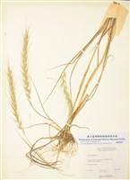 藏品(加拿大披鹼草)的圖片